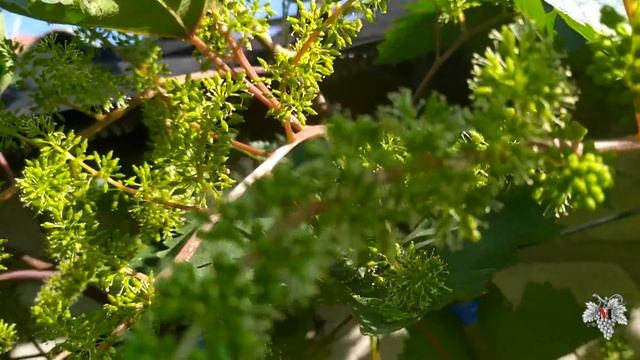 Могут ли пчёлы опылять виноград?