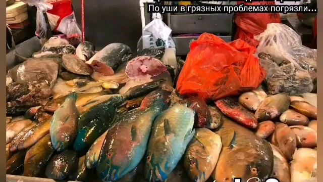 Харом зарари саломатист! Китайси и Ветнами кушают животных!!! смотреть онлайн