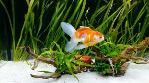 Goldfish tank with vallisneria gigantea