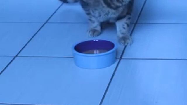 Консервы для кошек PURINA PRO PLAN Hydra Care смотреть онлайн