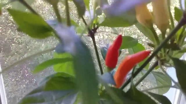 Декоративный острый перец Маскарад смотреть онлайн