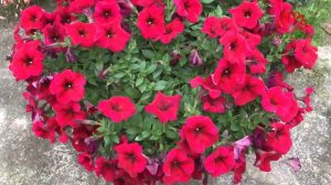 Petunia flower, a beautiful and easy to grow flower for balcony decoration