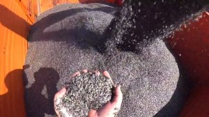 Подсолнечник после Дождя Просто ИДЕАЛЬНЫЙ / Тяжелая Уборка Подсолнечника на Кубани 2022