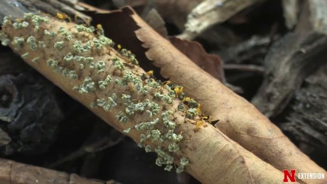 Mushrooms In The Landscape смотреть онлайн