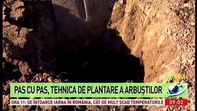 Plantare Aronia melanocarpa in cadrul emisiuni AGRICOL смотреть онлайн