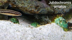 Tanganjika Aquarium.  Аквариум с цихлидами озера Танганьика.