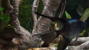 Коряги искусственные. У кого есть? Делимся опытом!