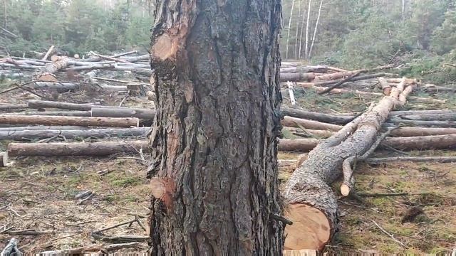 Валка леса /// Бензопила ECO CSP-235 ///