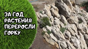 Первый год моей альпийской горки. Растения и планы