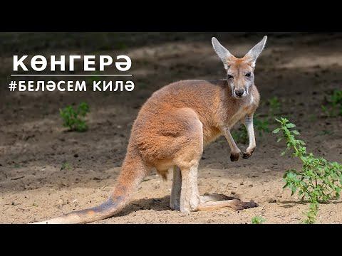 БЕЛӘСЕМ КИЛӘ: көнгерә / Кенгуру / Kangaroo