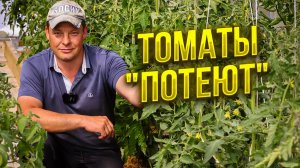конденсат на листьях томата или это томаты потеют, на самом деле возможно это гуттация