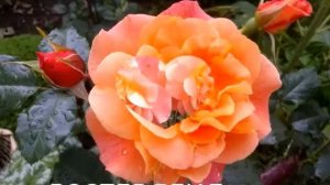 232.# Обзор сортов роз Ландора,Мерседес,Эльф,Белый Высоцкий,Боинг,Четыре сезона,Нобилис,Вестерленд.