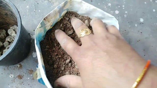 How to grow 4 o'clock ?mirabilis jalapa from seeds смотреть онлайн