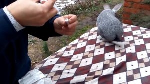 Вакцинация кроликов от миксоматоза и ВГБК