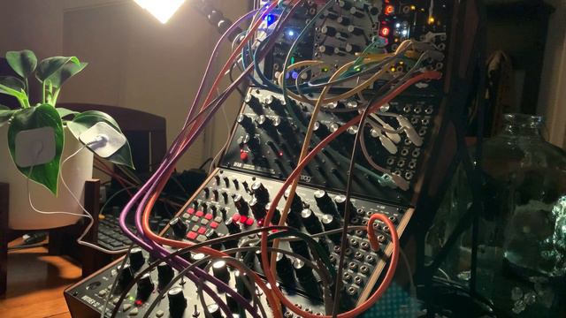 “Philodendron Birkin” Instruo Scion x Moog Trinity смотреть онлайн