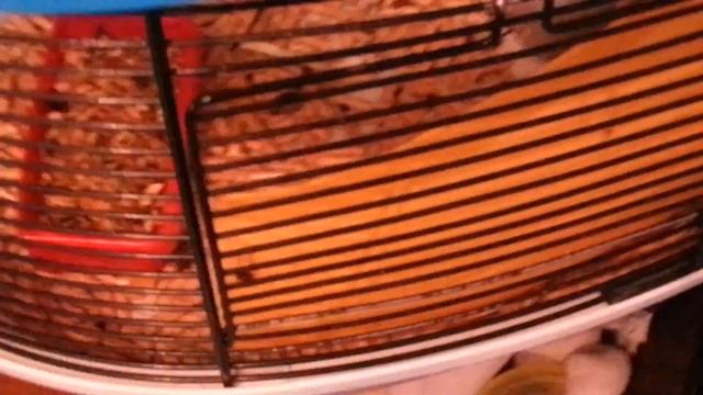 Сибирский хомяк рассказ жизни хомяков смотреть онлайн