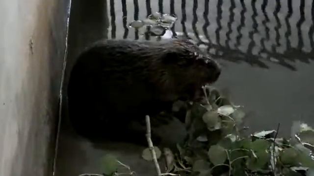 Все бобры добры к бобрятам смотреть онлайн