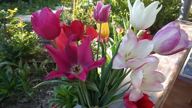 Тюльпаны 2021 года. Вспоминая весну осенью... смотреть онлайн