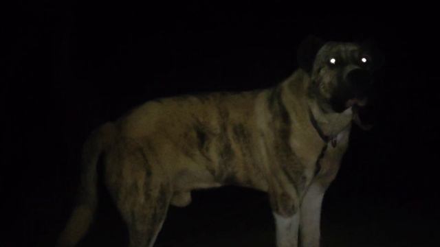 Бой вечера. УШАСТИК И БАХМАЛ. смотреть онлайн