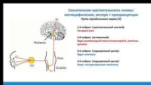 Путь тройничного нерва