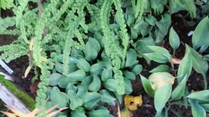 МНОГОЛЕТНИЕ ЦВЕТЫ НА ПРОДАЖУ ИЗ САДА-осень 2021