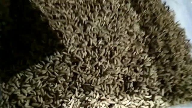 Личинки Черной львинки смотреть онлайн