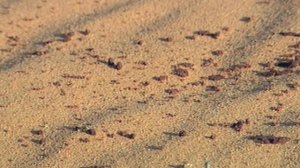 Древнейший народ на планете (бушмены).The oldest people on the planet (Bushmen)