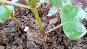 How to grow mirabilis jalapa plant from seeds || 4 o'clock plant