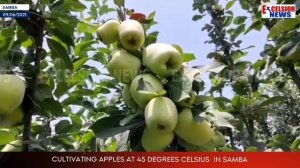 Cultivating Apples At 45 degrees Celsius  In Samba