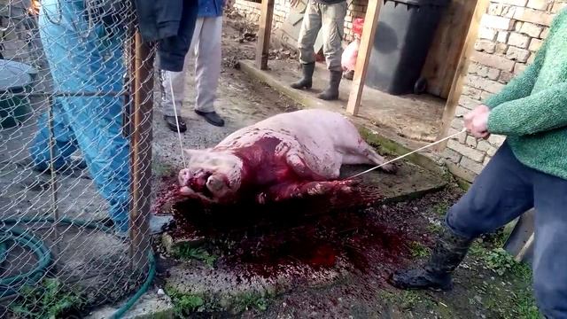 Клане на прасе смотреть онлайн