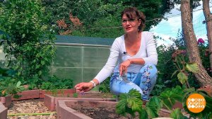 Огород: еще не поздно! Доброе утро. Фрагмент выпуска от 06.08.2021