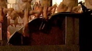 Оборудование переработки птицы, отделение шеи.avi