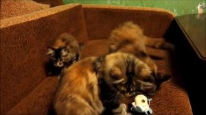 Котята мейн-куны 4 месяца Magic Forest Cattery