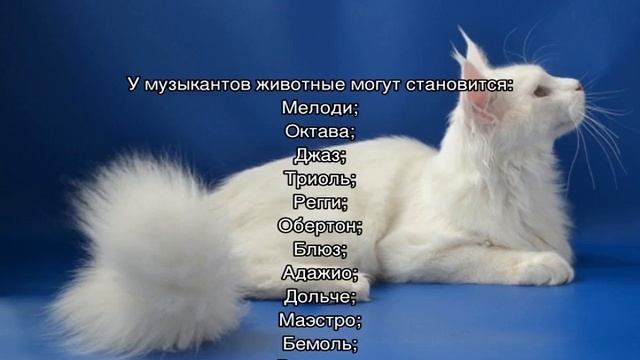 Как назвать мейн-куна мальчика или девочку смотреть онлайн