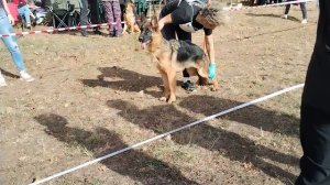 Щенки кобели ст - моно в Краснодаре 2023