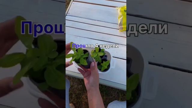 Черенкование петунии/#черенкованиепетунии #петунии смотреть онлайн