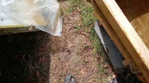 Бортевой мёд из обычного улья.