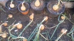 Выращивание лука Эксибишен в горшках. Результат моего эксперимента.