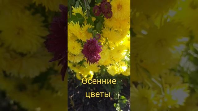 Осенние цветы #осень #цветы #flowers #autumn #Leirfn