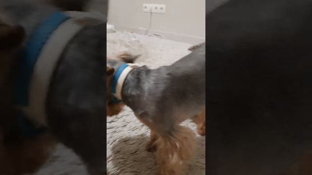 хорошие йорки 🥰 смотреть онлайн