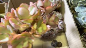 Korean rare succulents- 4/9/21 weekly unbox by Cactus & succulent lover- Sen Hàn độc lạ giá rẻ ❤️❤️