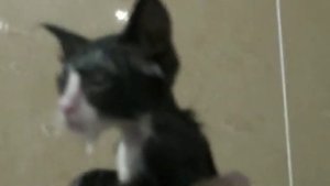 Котейка моем дустовым мылом (блохи вши)