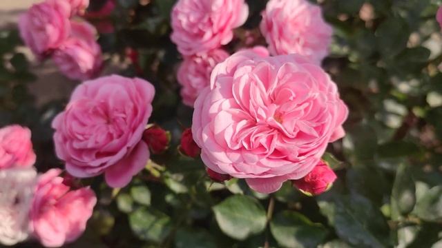 Обильное цветение розы Байландо осенью смотреть онлайн