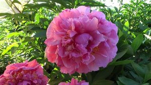 Пион Гуди-Хай Мейбл / Peony Hi Mabel - Сад на Волхове