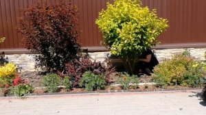 Подстригаем кусты на даче - обычный уход