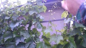 Полу беседка во дворе. Рост виноградника в динамике