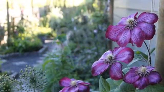 The North Garden смотреть онлайн