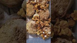 Reishi mushroom grow in shotgun terrarium with wet perlite