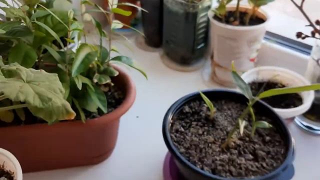 Герань жиі гүлдеу үшін керемет... Гераниумдар көп учурда гүл ачат #герань #герандыжиігүлдету смотреть онлайн