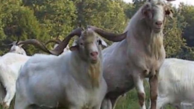 Разведение коз Кико как бизнес идея | Козоводство | Порода коз Кико смотреть онлайн